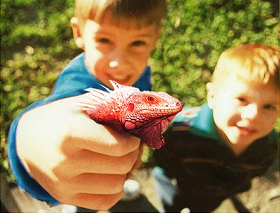 red lizard films kids-graphic - (c)2000-2006 red lizard films Inc.
